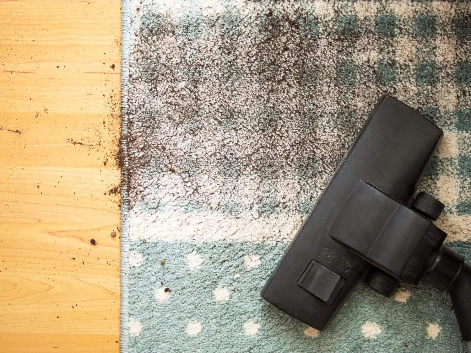 Carpet Bug Damage Repair Services